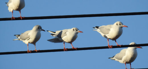 ユリカモメ複数