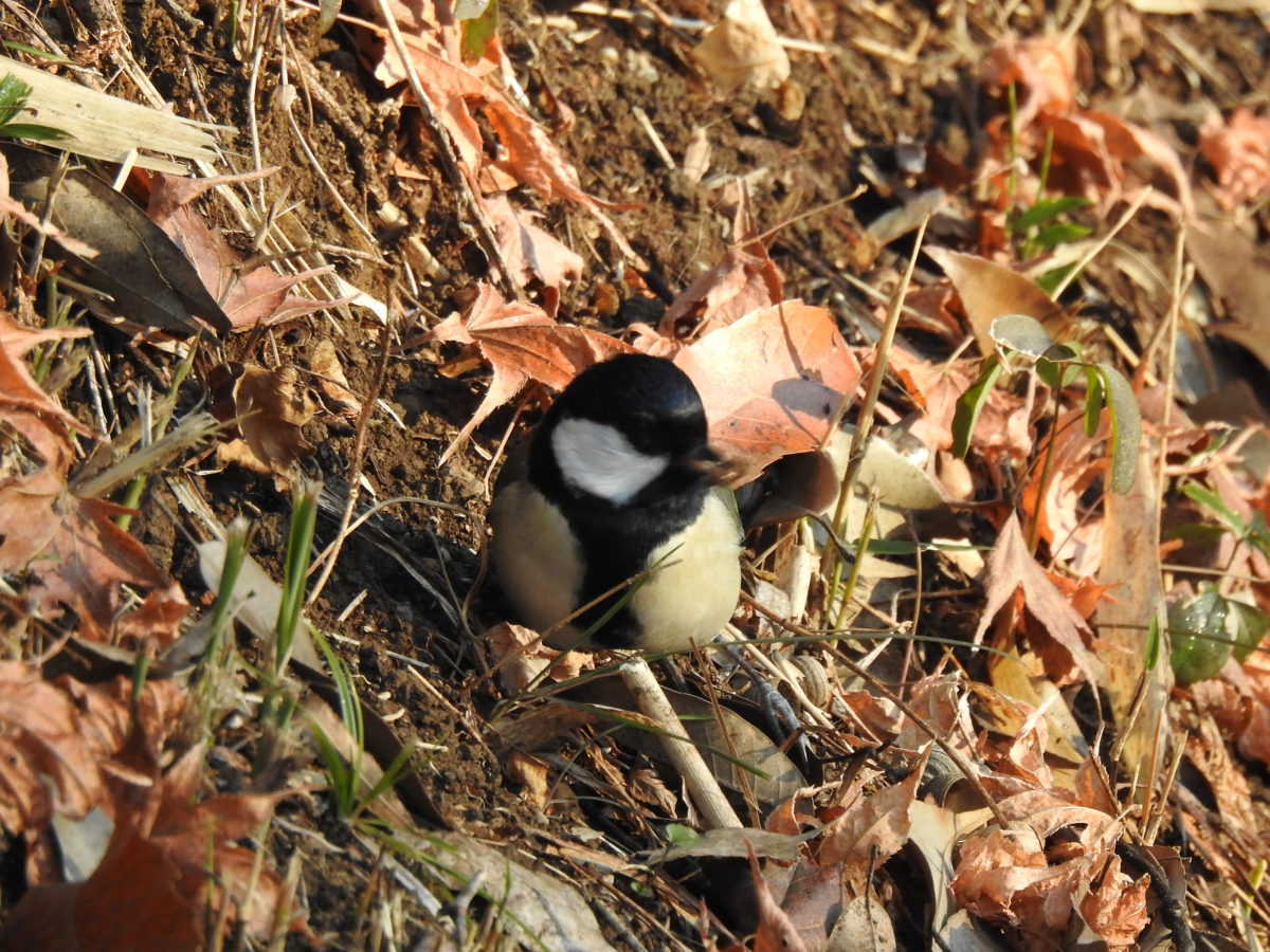 シジュウカラ採餌