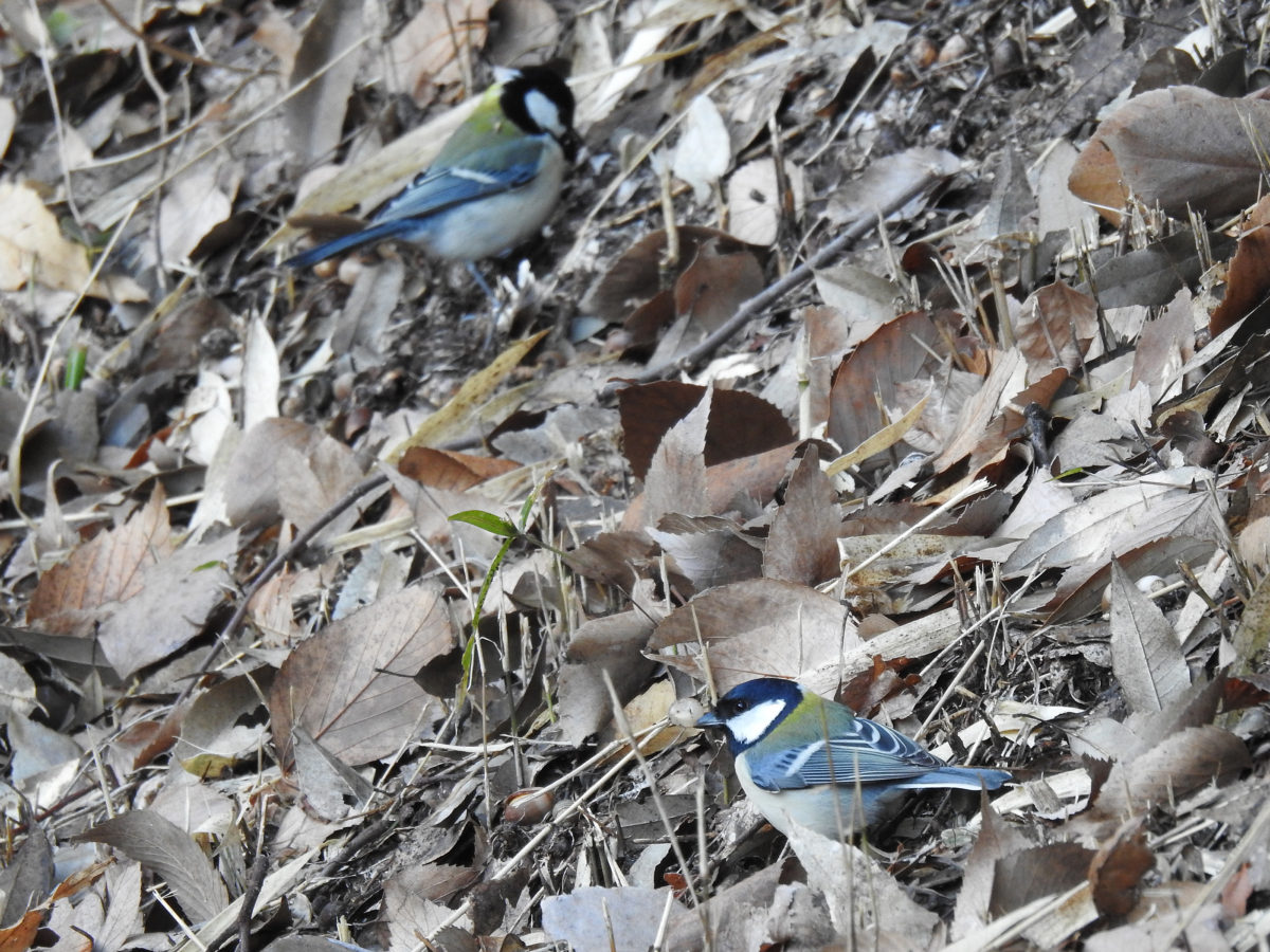 シジュウカラ地面2羽