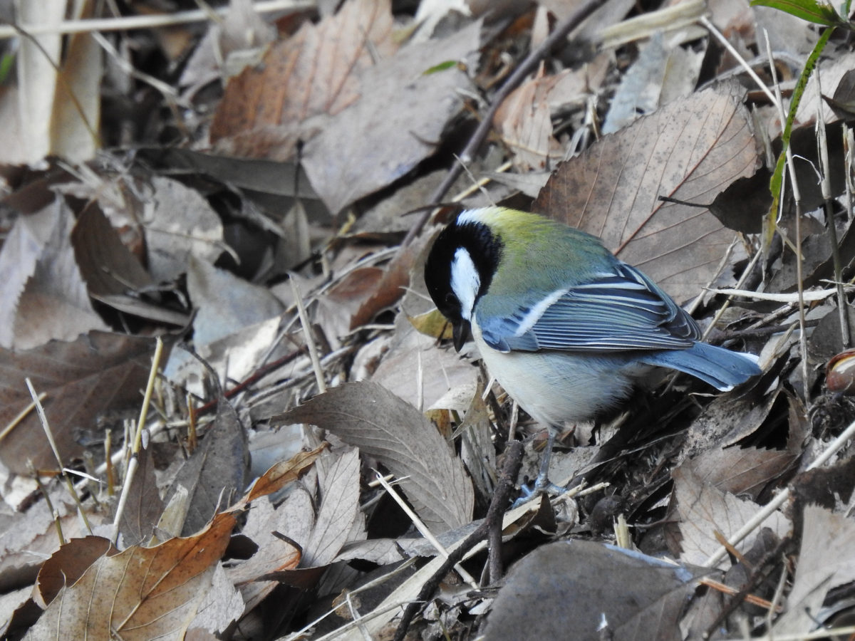 シジュウカラ地面