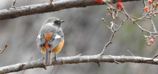 ジョウビタキ横