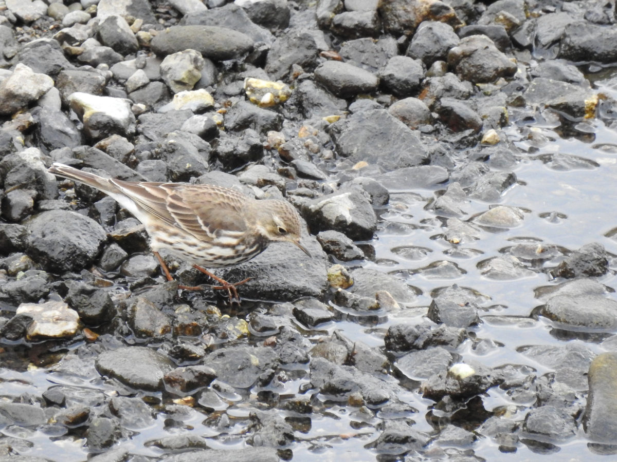 タヒバリ下向き