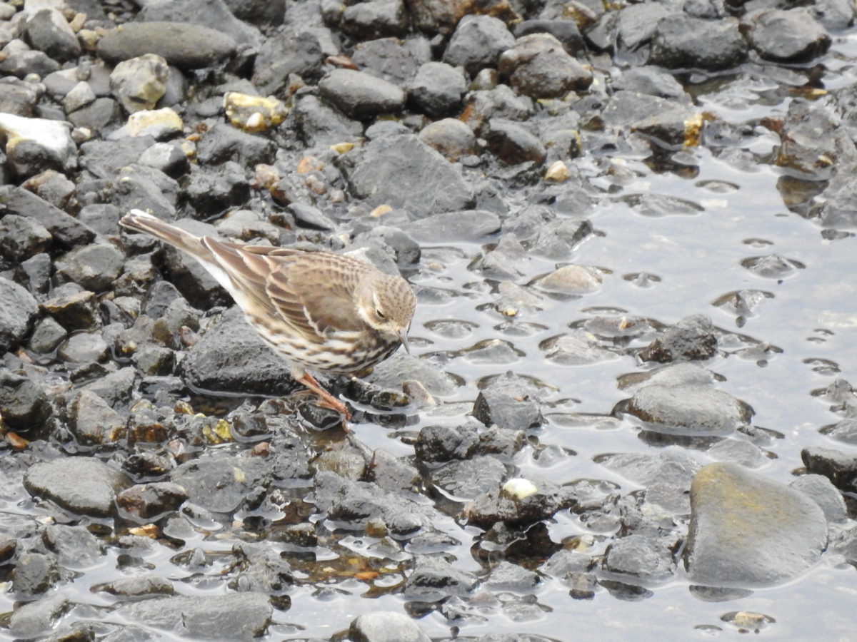 タヒバリ下向き