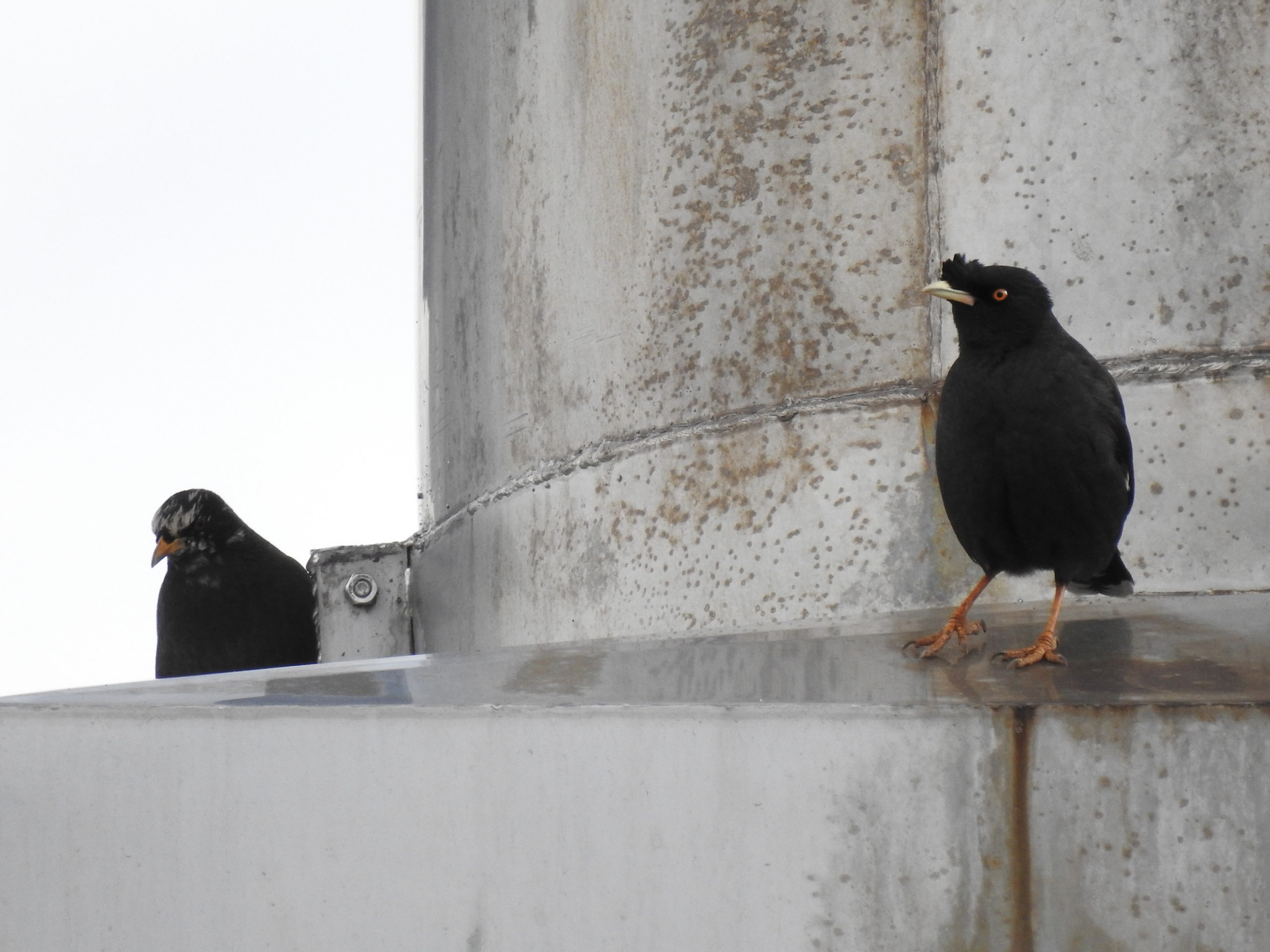 ハッカチョウと？
