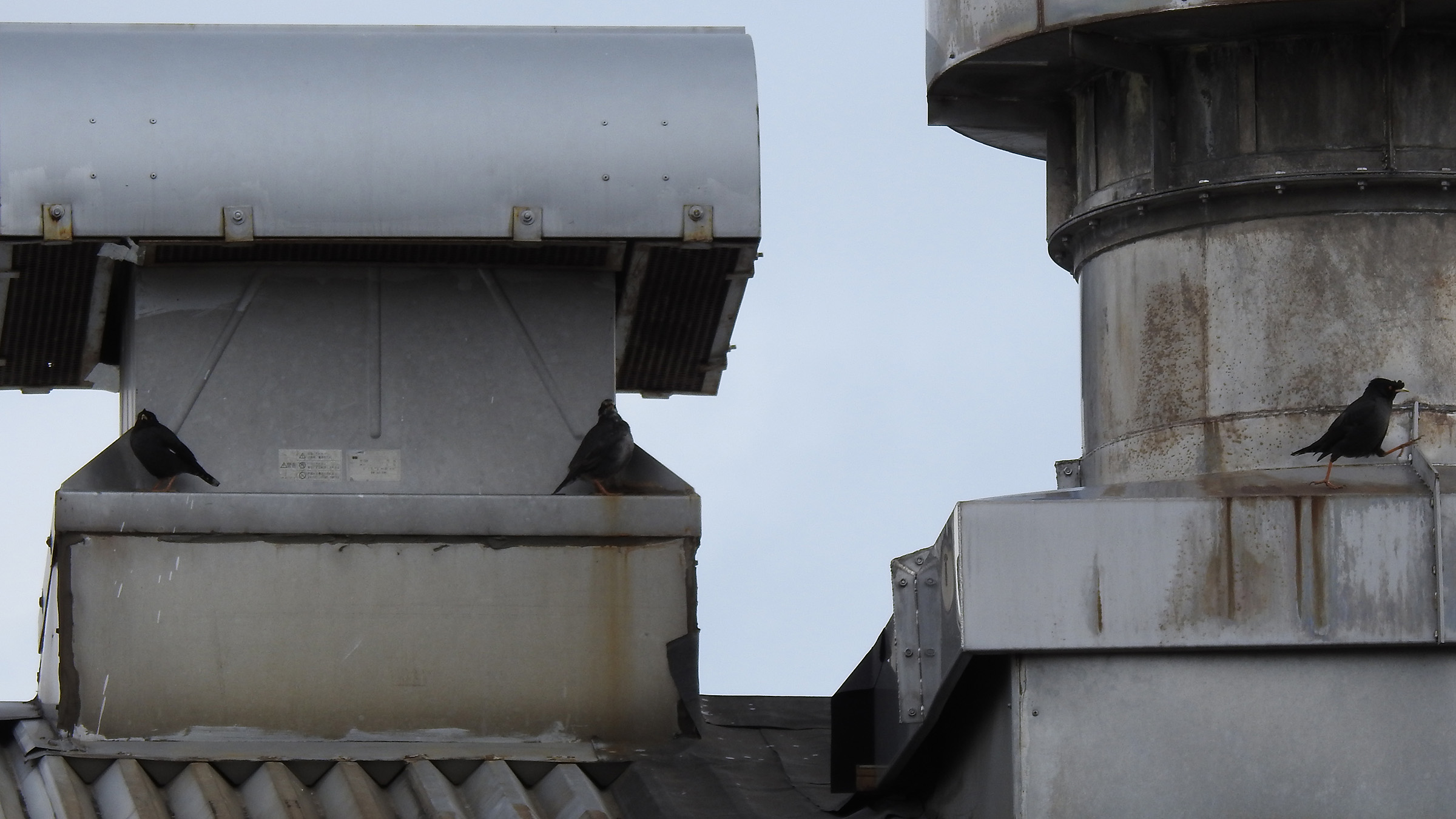 ハッカチョウと？