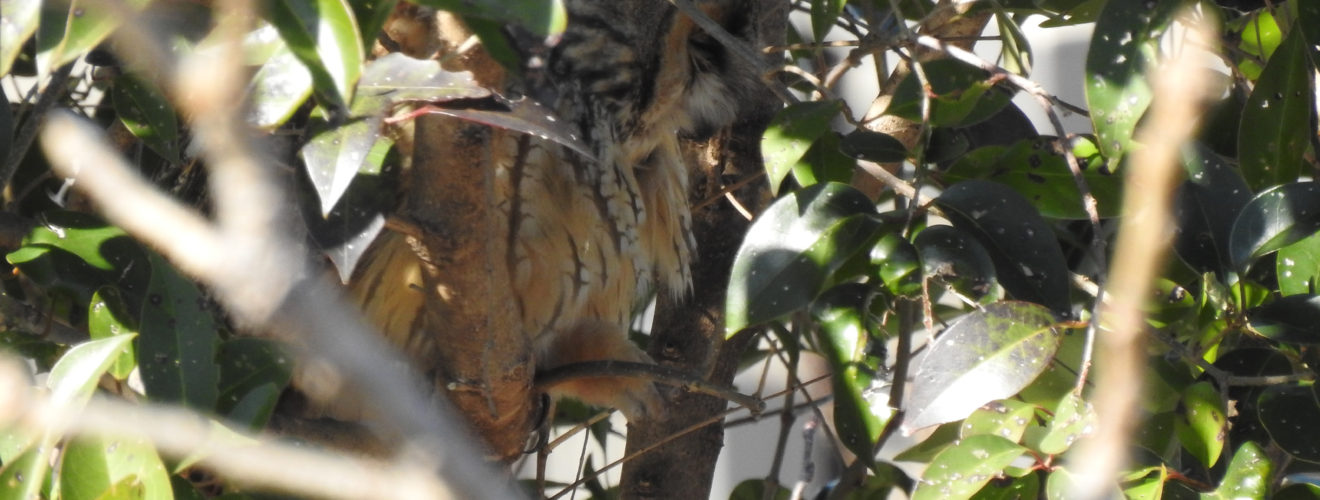 トラフズク寝てる