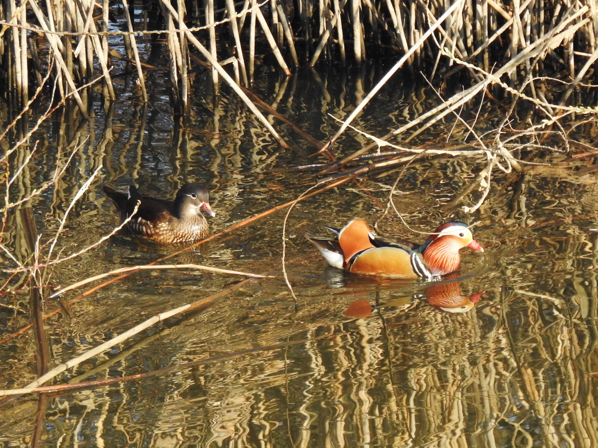 雌雄同株の植物:その正体、特徴と例 - 雌雄同株の植物とは