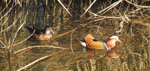 オシドリ雌雄出てきた
