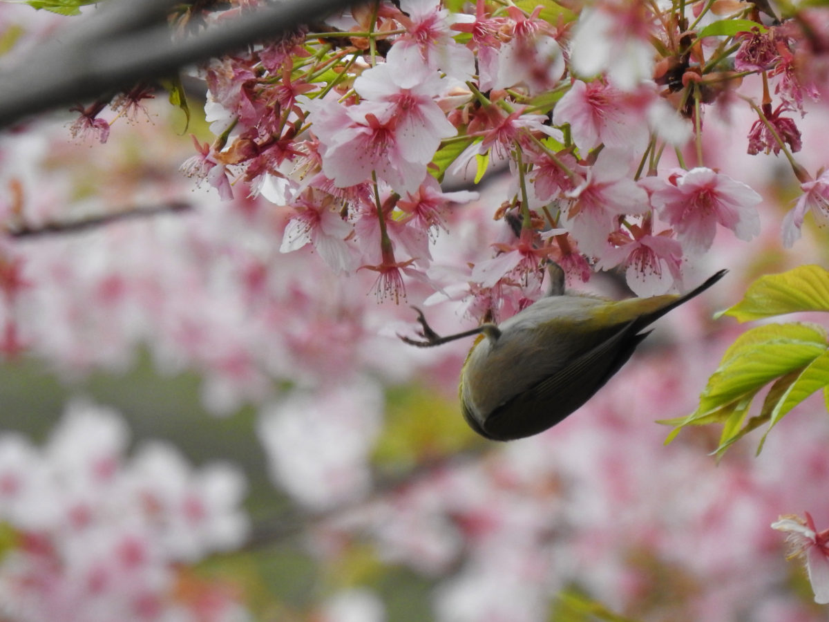 メジロぶら下がり