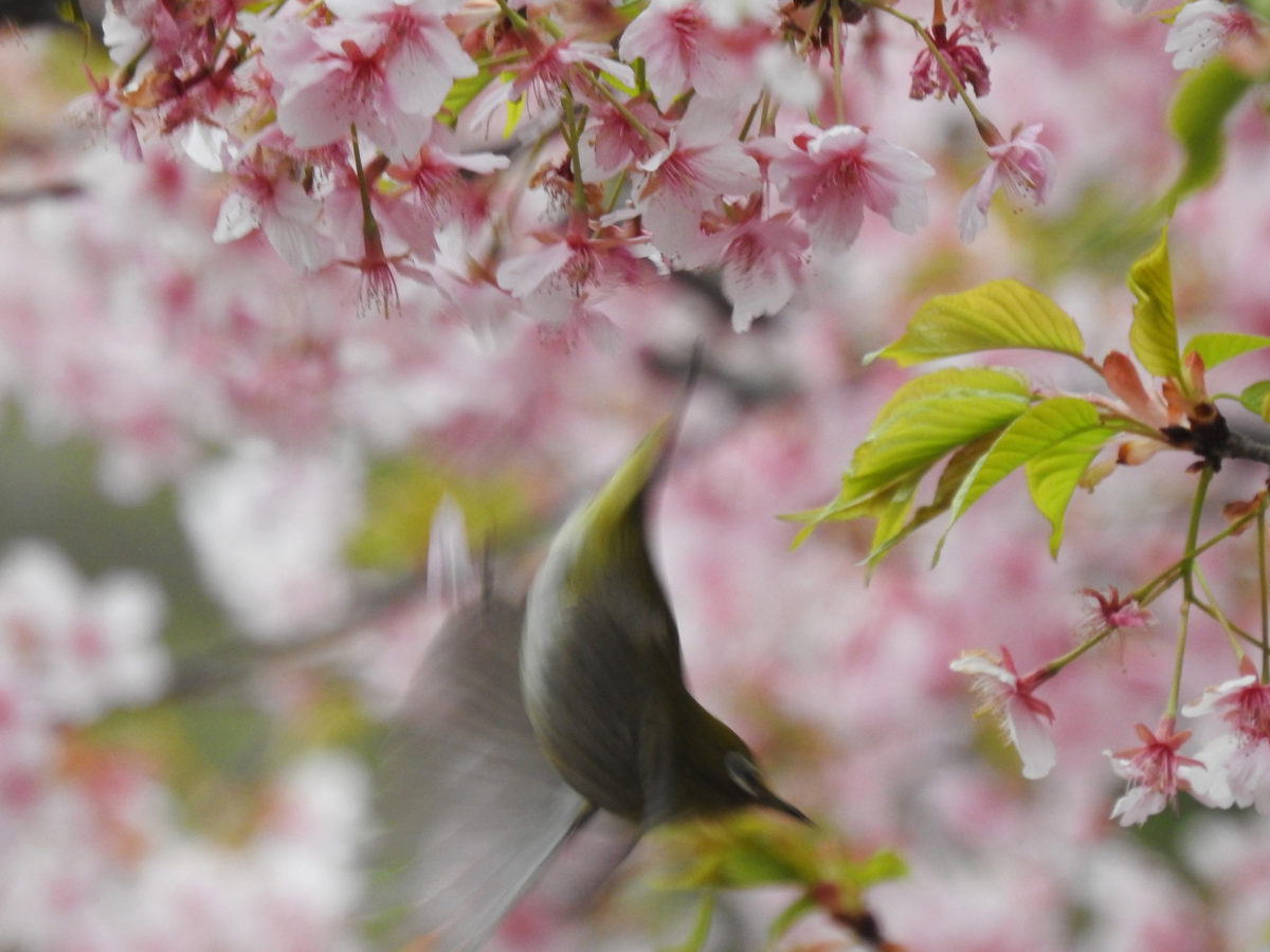 メジロぶら下がりから飛ぶ
