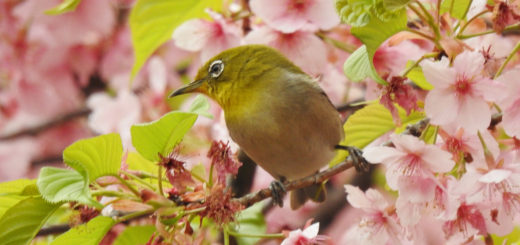 メジロ河津桜