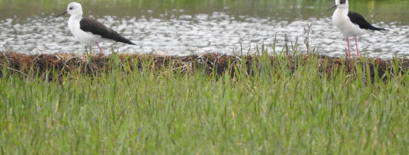 セイタカシギ 2羽