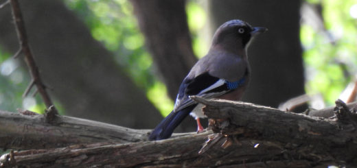 カケスピンアマ