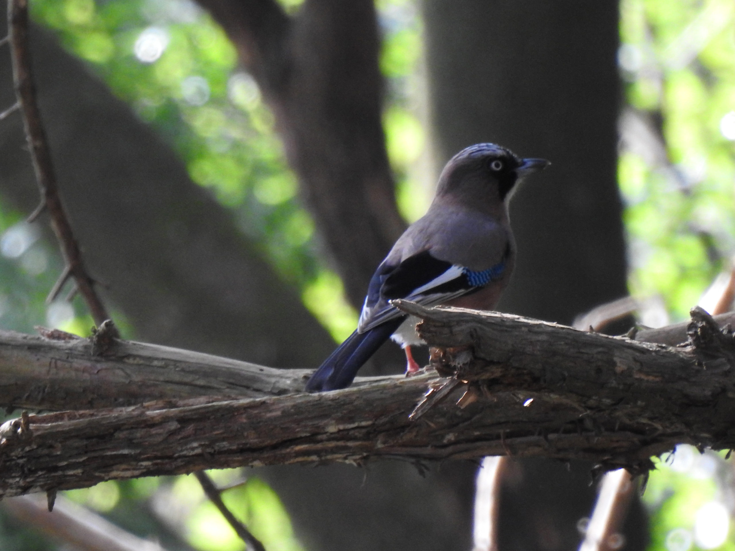 カケスピンアマ