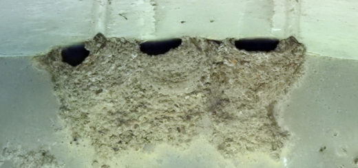 イワツバメの巣谷本川下流