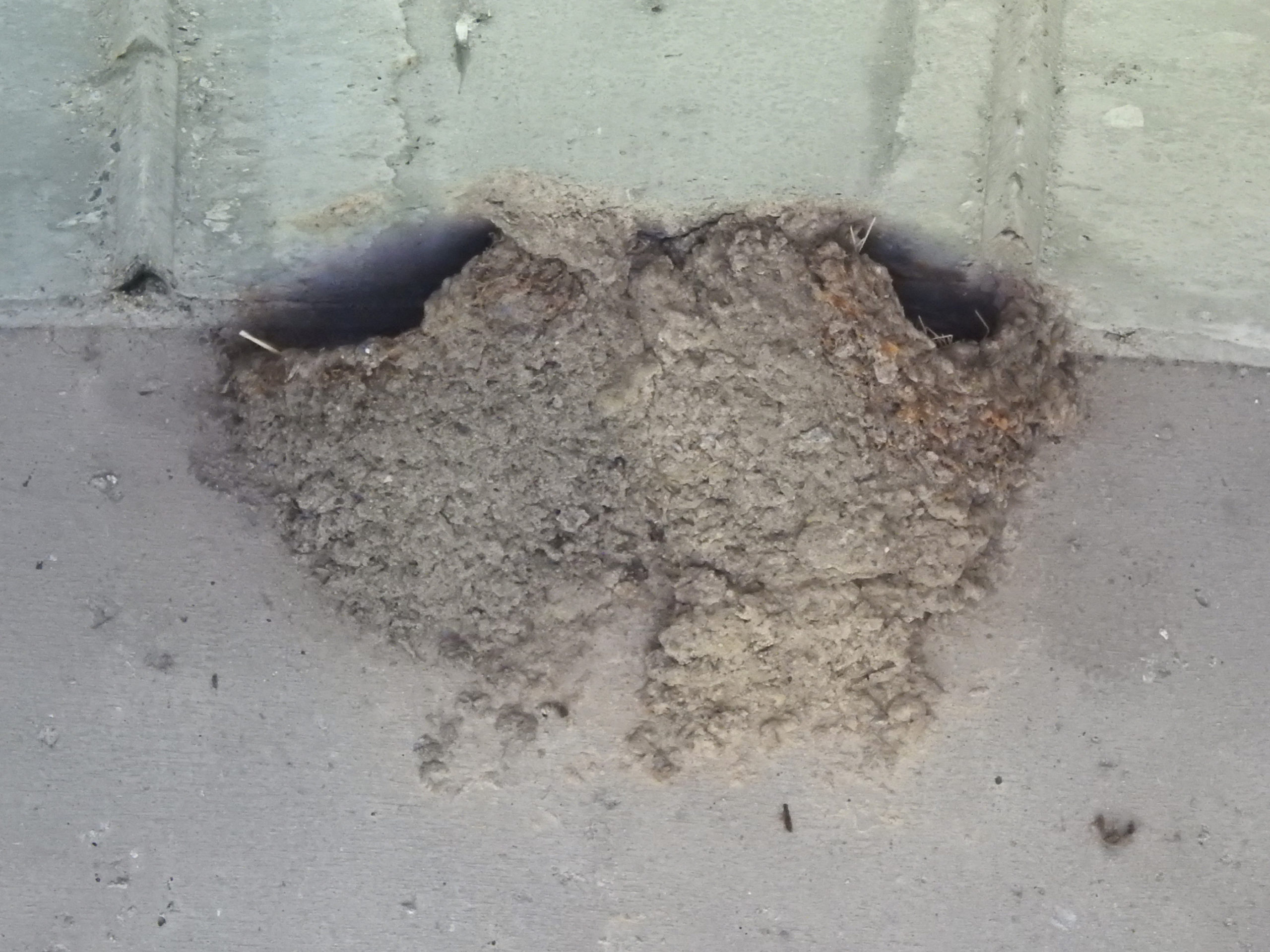 イワツバメの巣谷本川下流