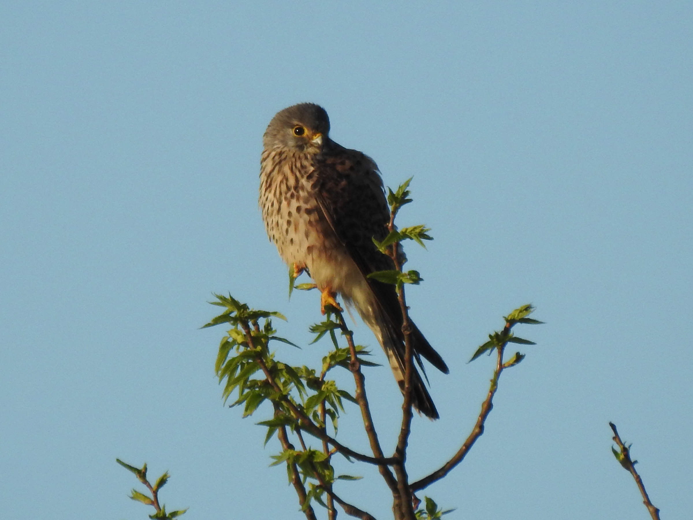 アルゼンチンの鳥 - ロイヤル・コーケン