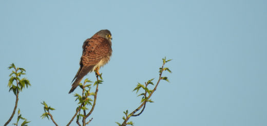 チョウゲンボウ背中