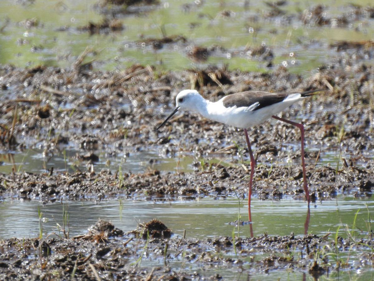 セイタカシギ横