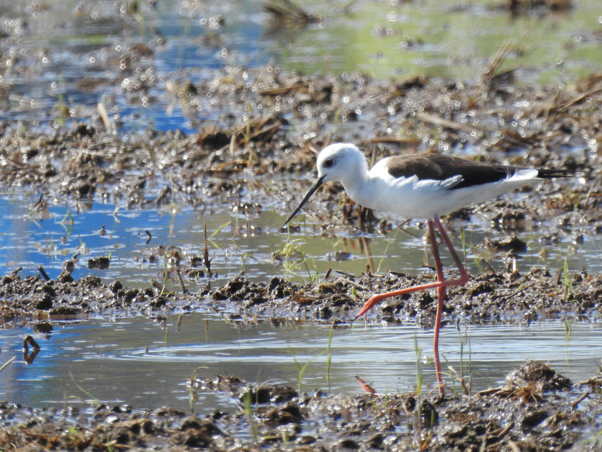 セイタカシギ横メイン