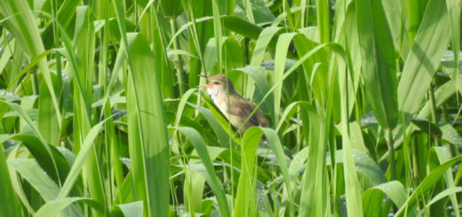 オオヨシキリ鳴く