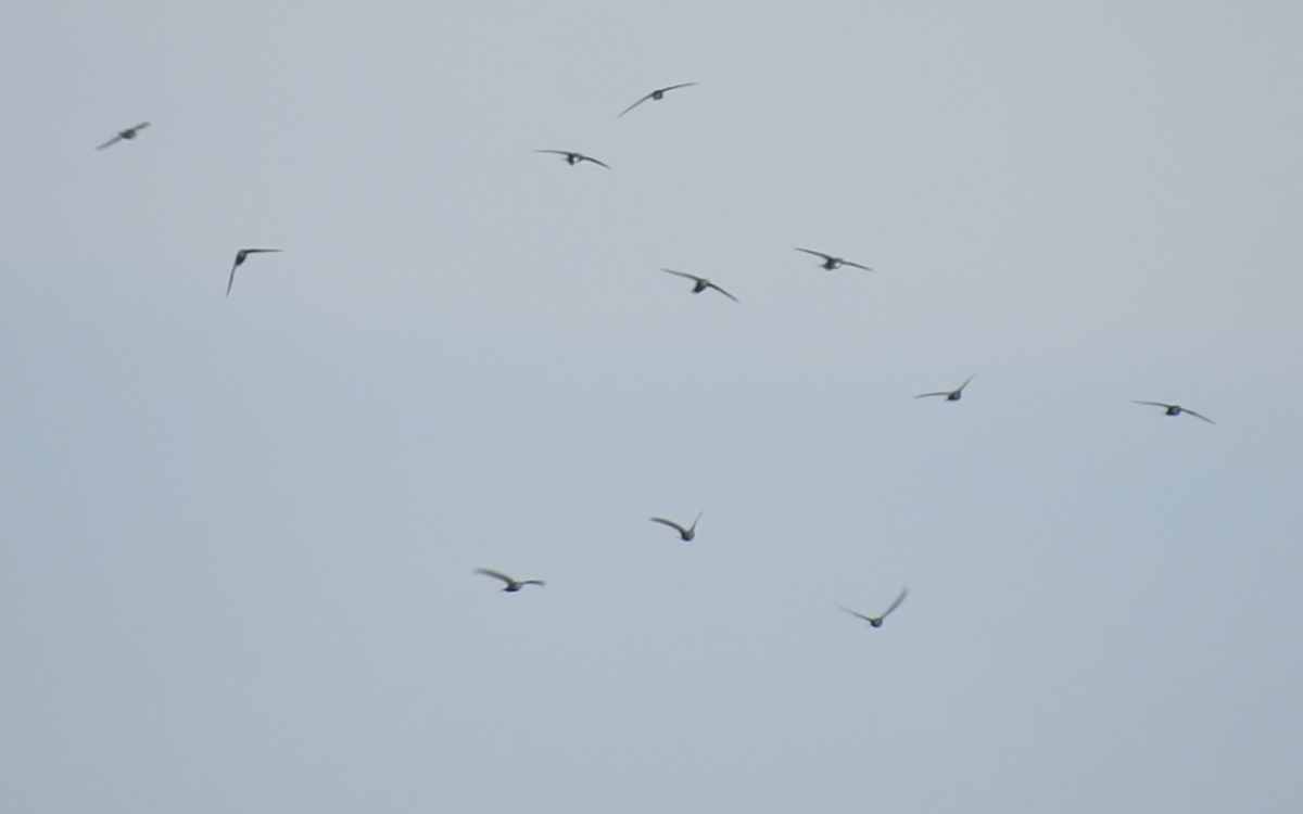 ヒメアマツバメビデオキャプチャ