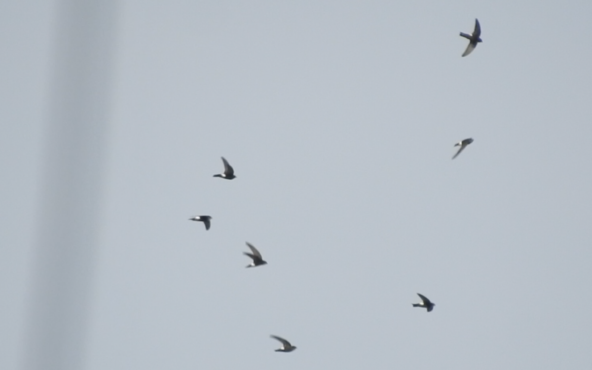 ヒメアマツバメビデオキャプチャ