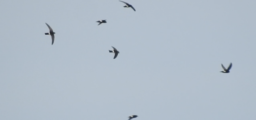 ヒメアマツバメビデオキャプチャ