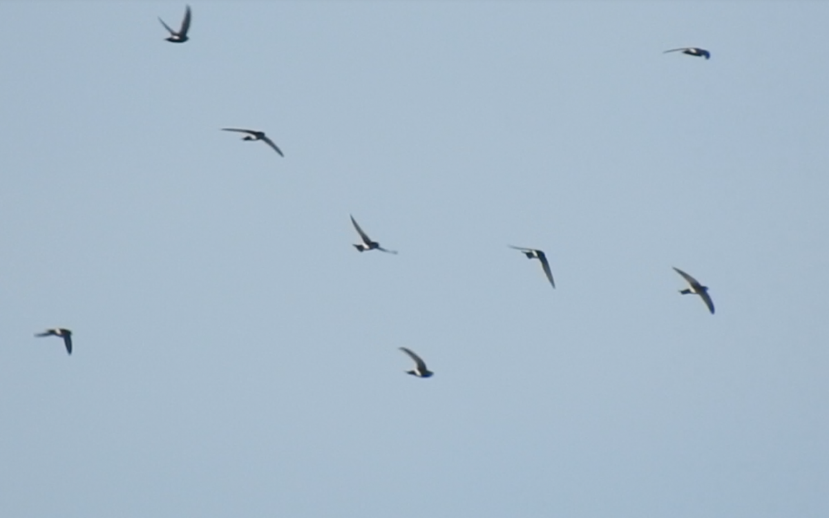 ヒメアマツバメビデオキャプチャ