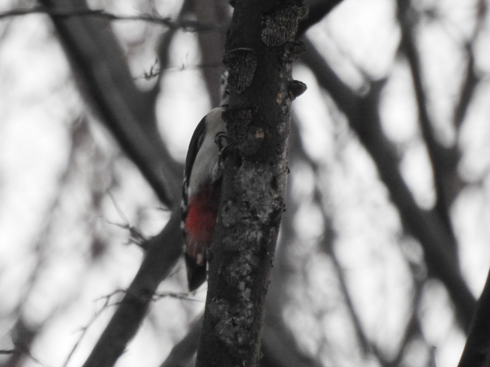 アカゲラかくれんぼ