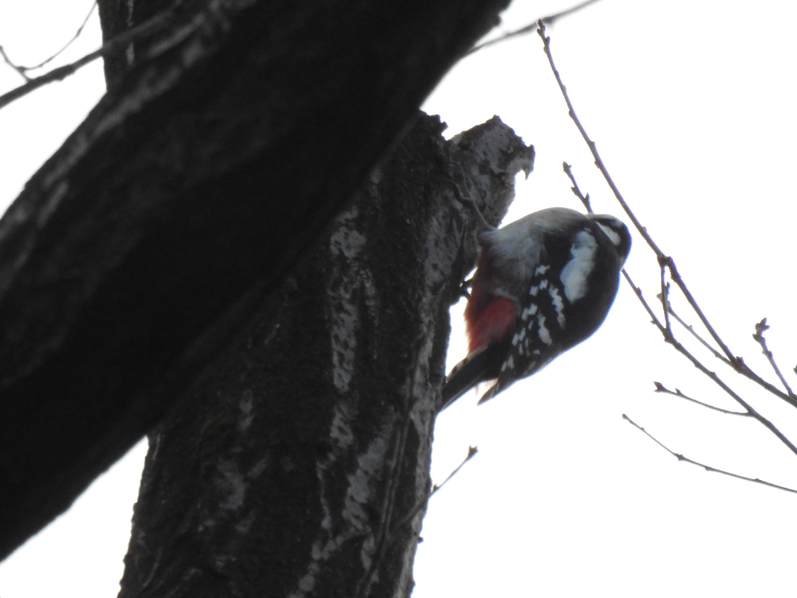 アカゲラ下から