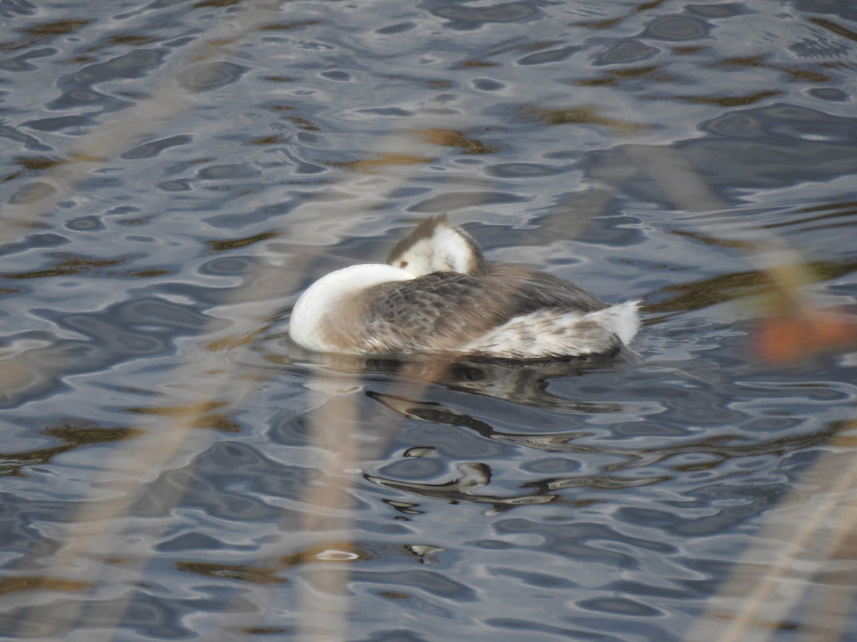 カンムリカイツブリ寝てる？