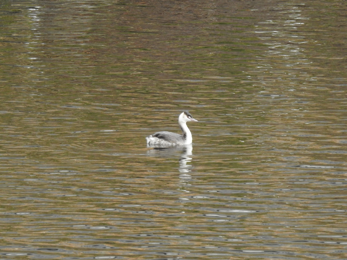 カンムリカイツブリ新横浜公園大池