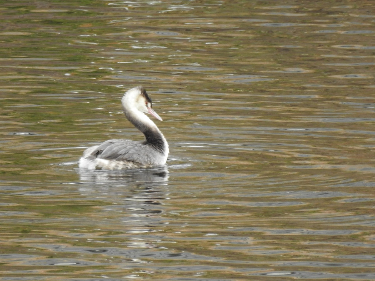 カンムリカイツブリ新横浜公園大池