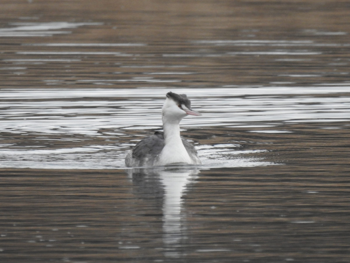 カンムリカイツブリ