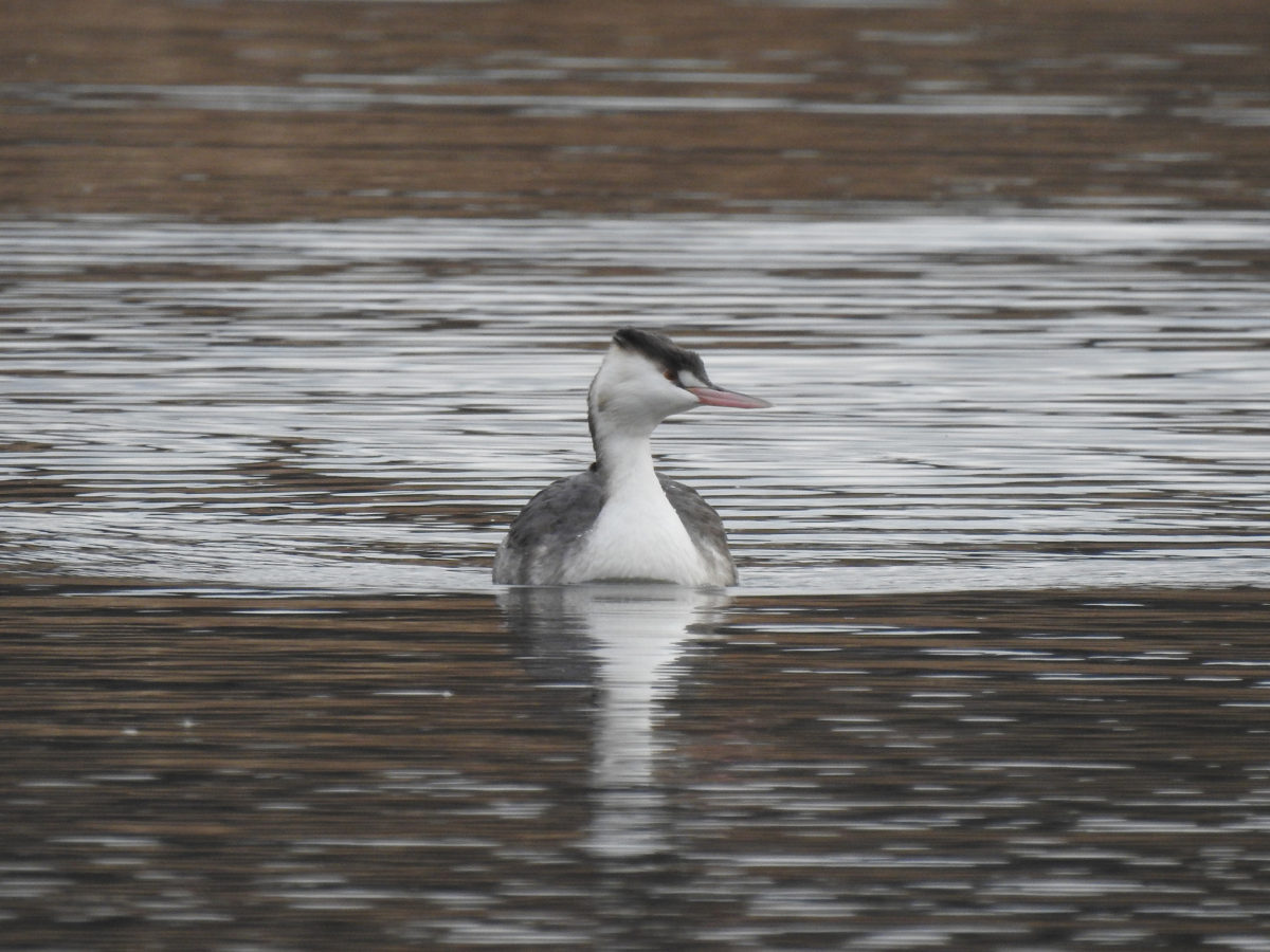カンムリカイツブリ