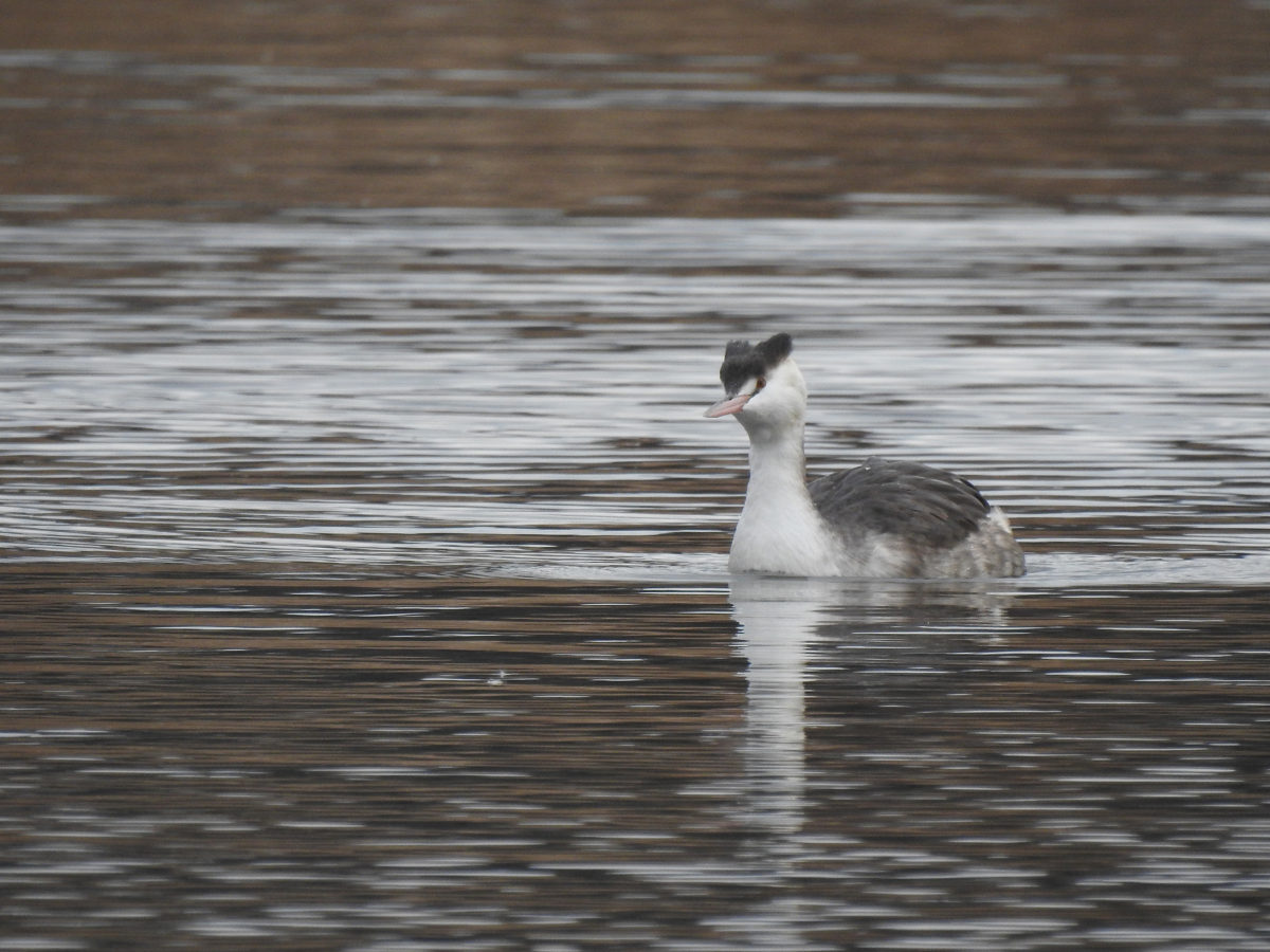 カンムリカイツブリ