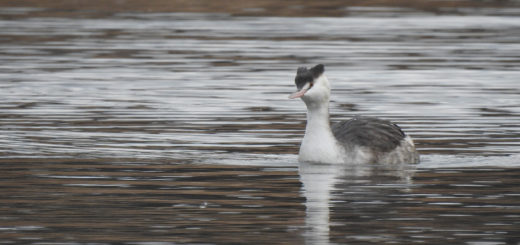 カンムリカイツブリ