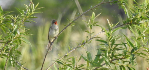 オオヨシキリ鳴く