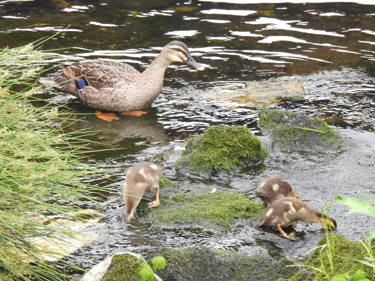 カルガモ雛