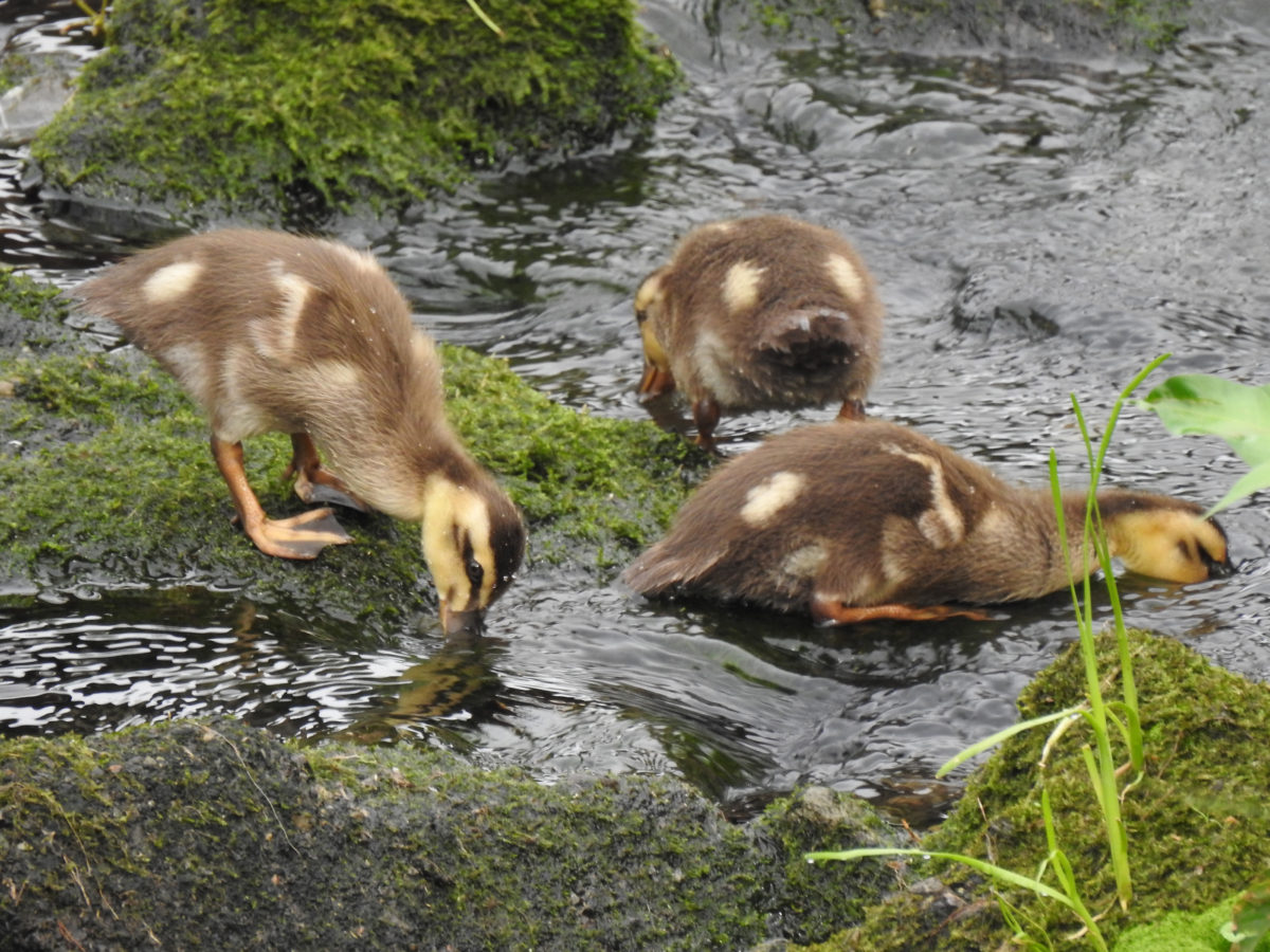 カルガモ雛