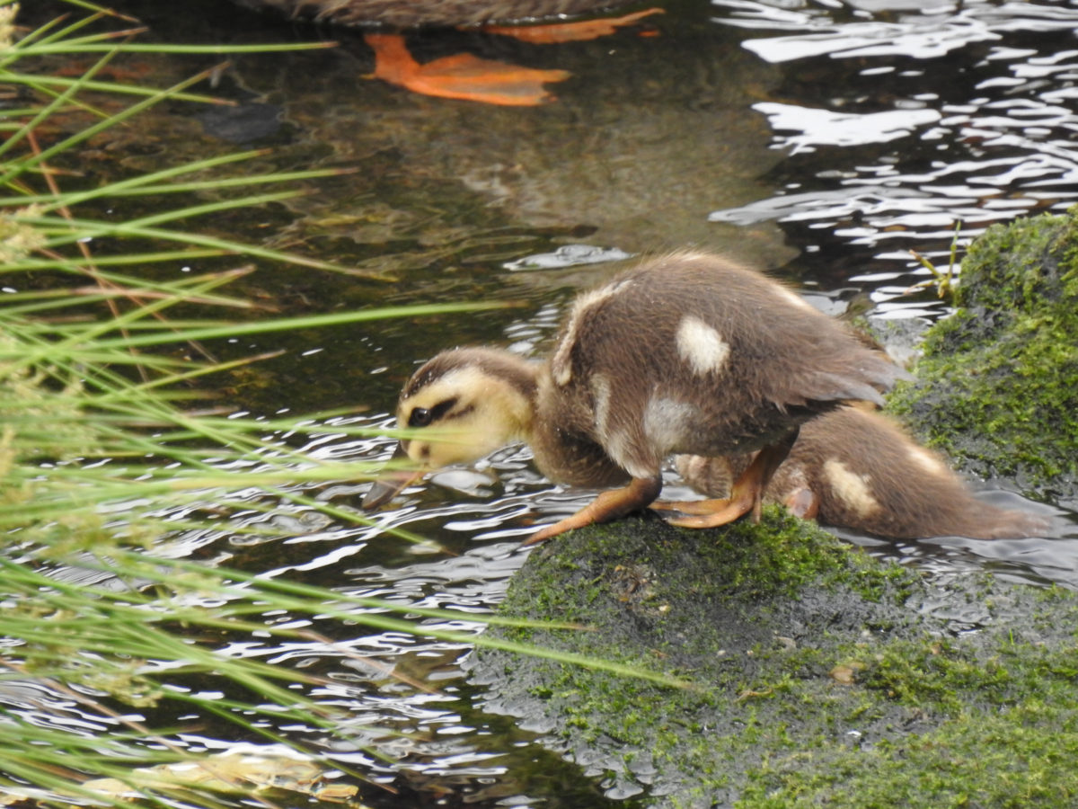 カルガモ雛アップ