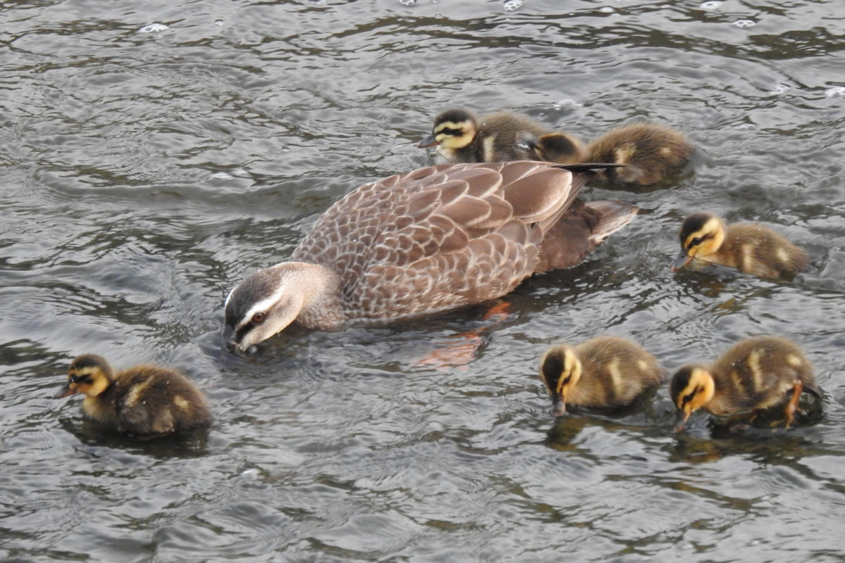 カルガモ雛6羽