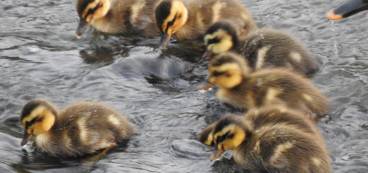カルガモ雛6羽