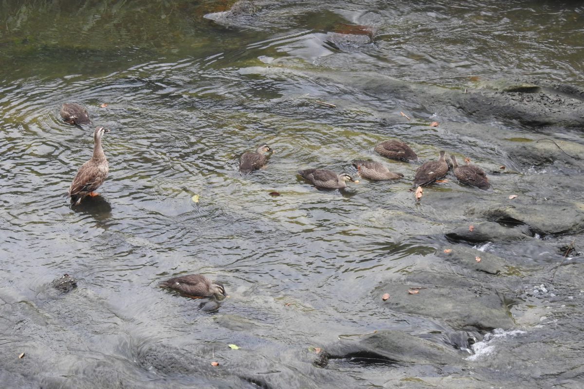カルガモ幼鳥8羽