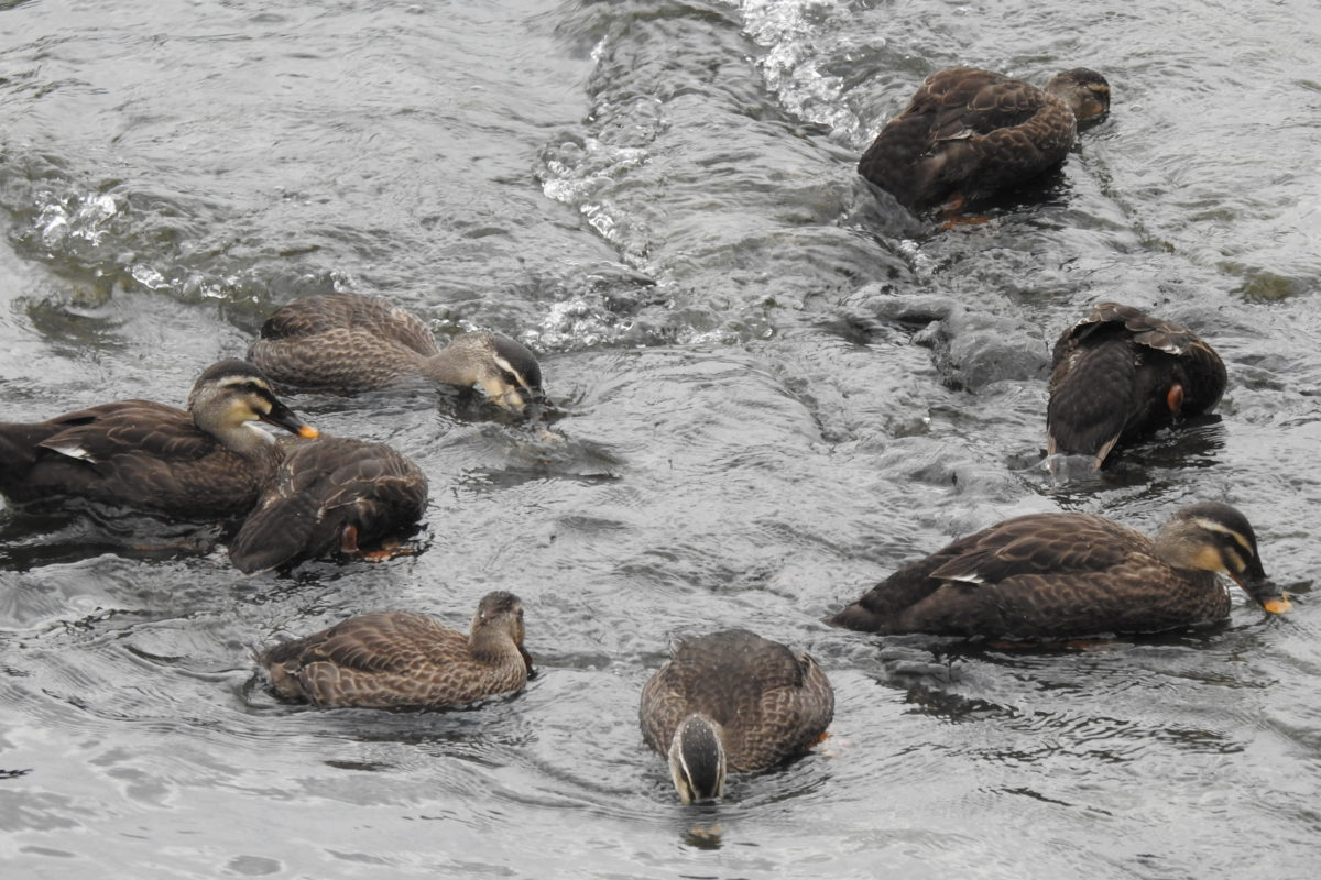 カルガモ幼鳥8羽
