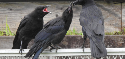 ハシボソガラス親1羽子2羽