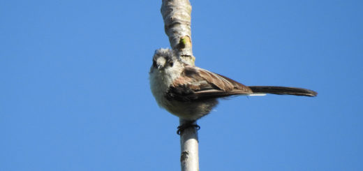 エナガ幼鳥メイン