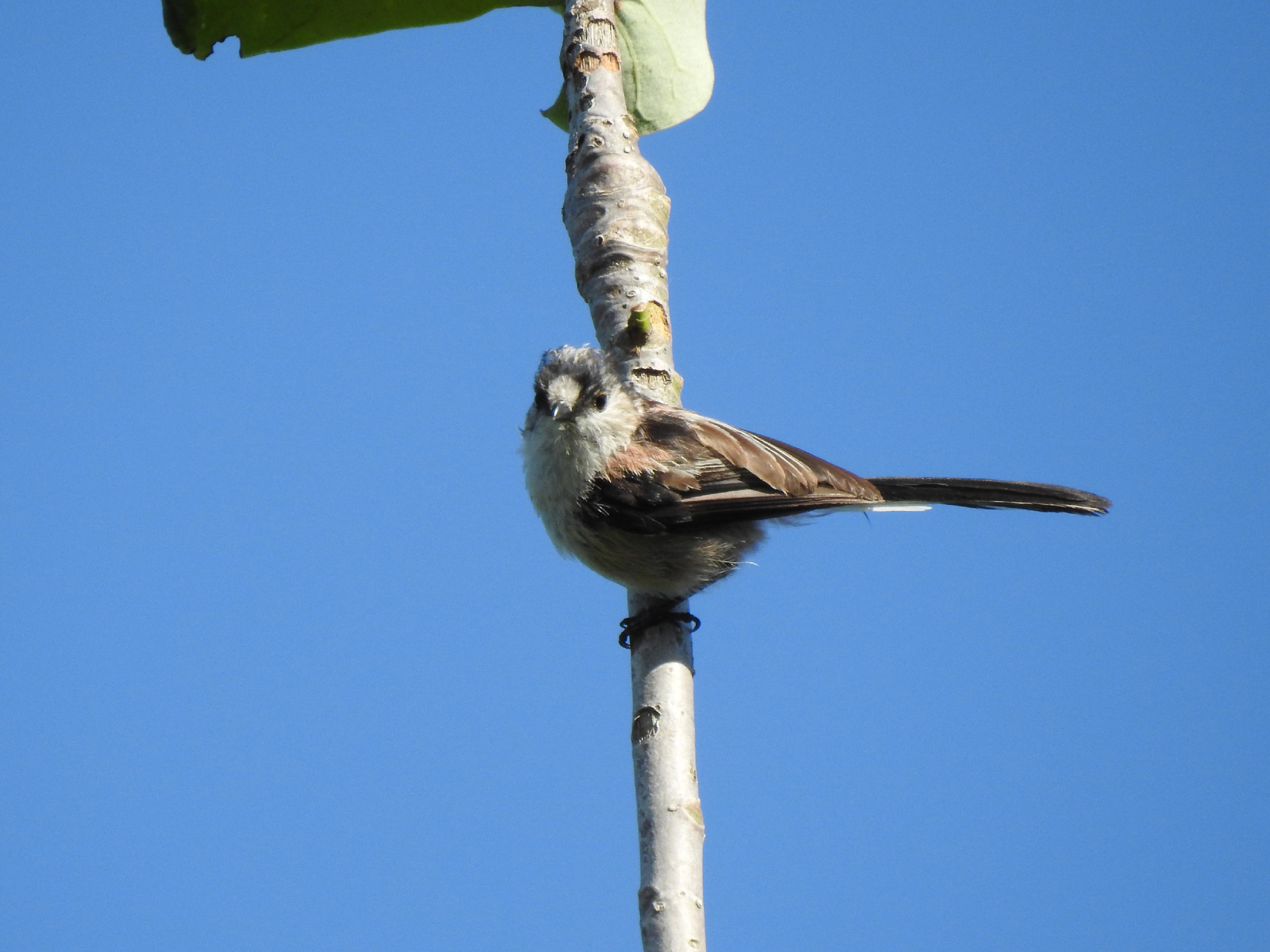 エナガ幼鳥メイン