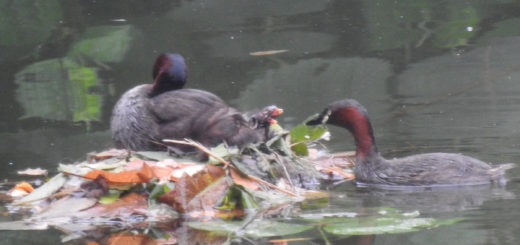 カイツブリ雛2羽